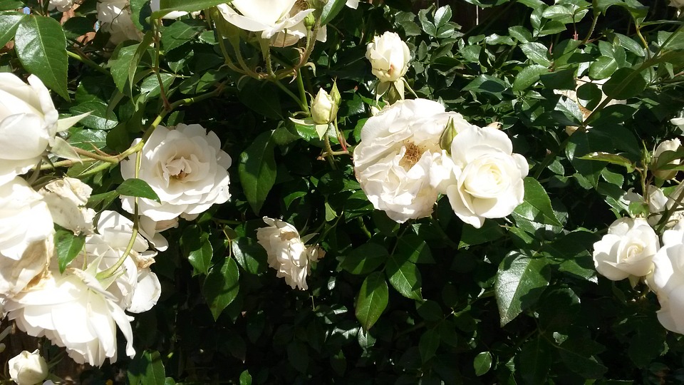 rosas brancas
