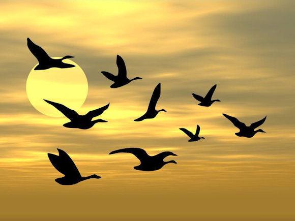 12227666_937464686331786_7612980842455391788_n