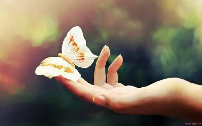 Frases-de-desapego Devemos exercitar o desapego, não o desamor