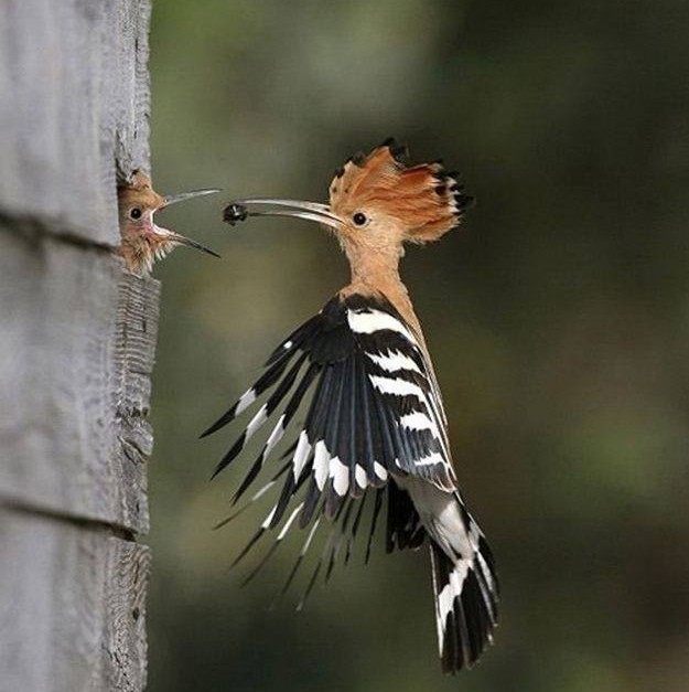 alimentar passarinho