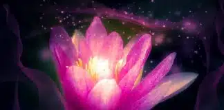Flor de Lótus: saiba porque ela é um dos símbolos mais profundos e antigos que existem
