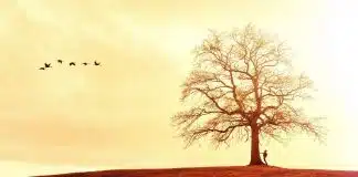 “O viajante clandestino”, por Mia Couto