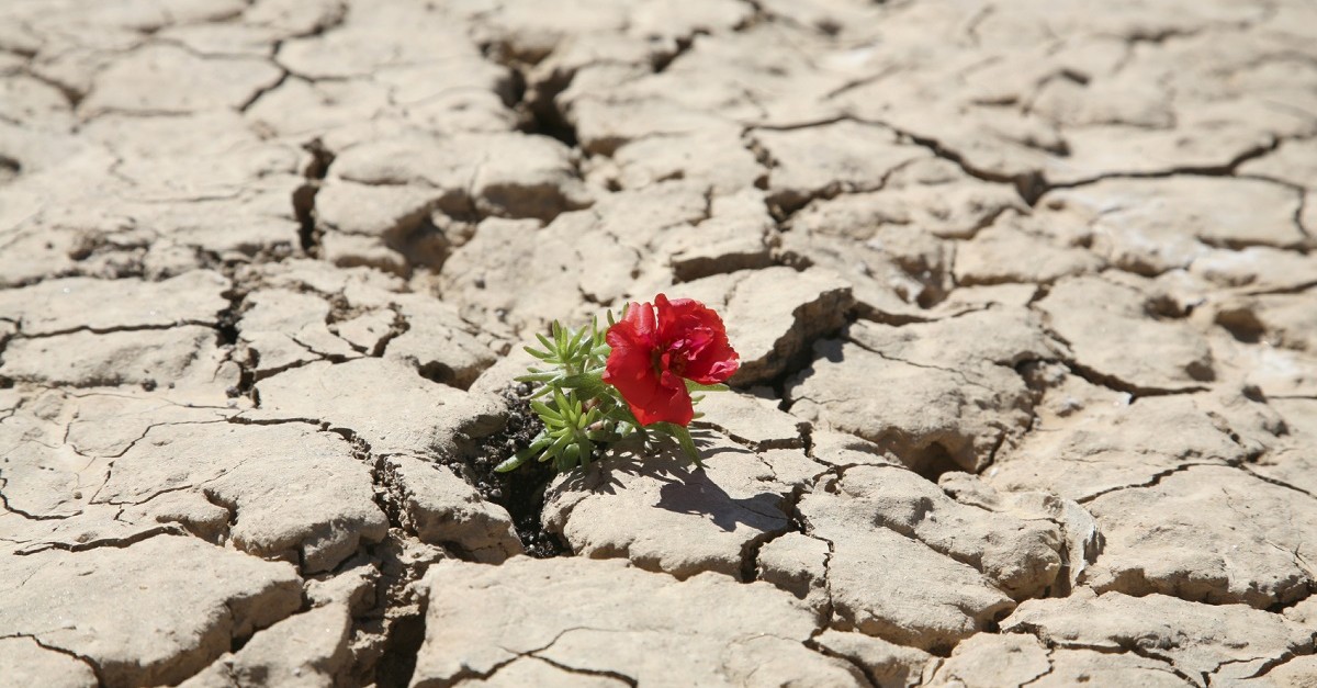 istock_flower_in_desert_med