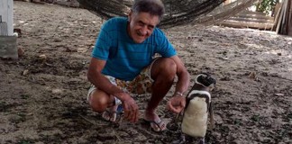 Pinguim volta todos os anos à casa do homem que o salvou no Brasil