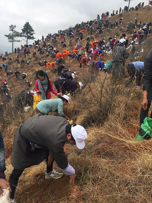 revistapazes.com - Butão comemora o nascimento do novo príncipe plantando 100 mil árvores