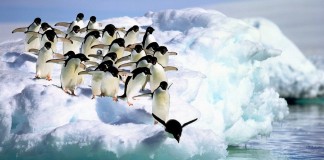 Uma metáfora sobre a consciência brasileira