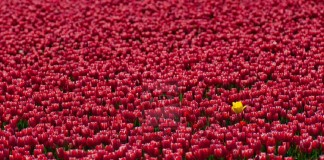 Normose, a patologia silenciosa