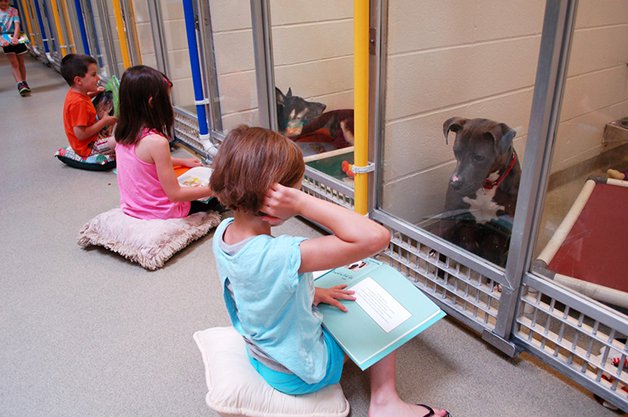 revistapazes.com - Crianças leem para cães que sofreram maus tratos e os ajudam a interagir com humanos