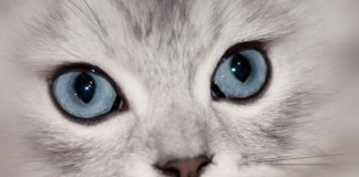 A “paranormalidade” dos gatos