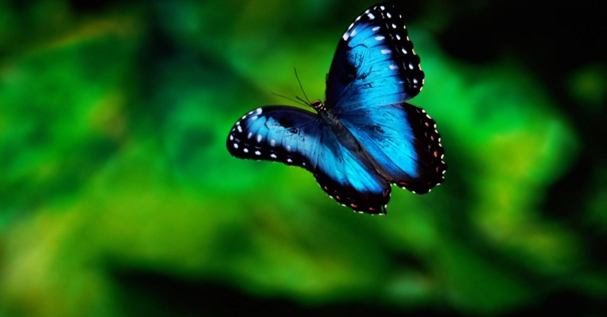 karner-blue-butterfly-wallpaper-1