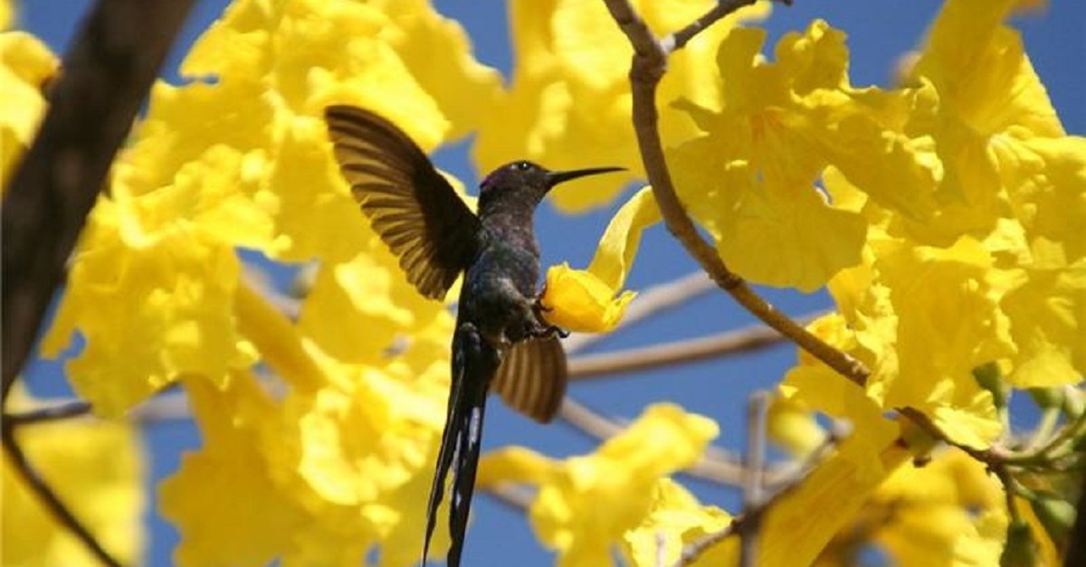 Rubem Alves – Obvious (2)