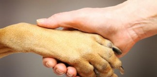 Estudo revela que os cães ignoram as pessoas que não gostam de seus tutores