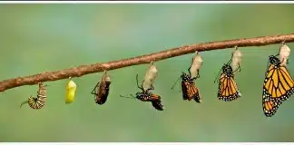 Metamorfoses