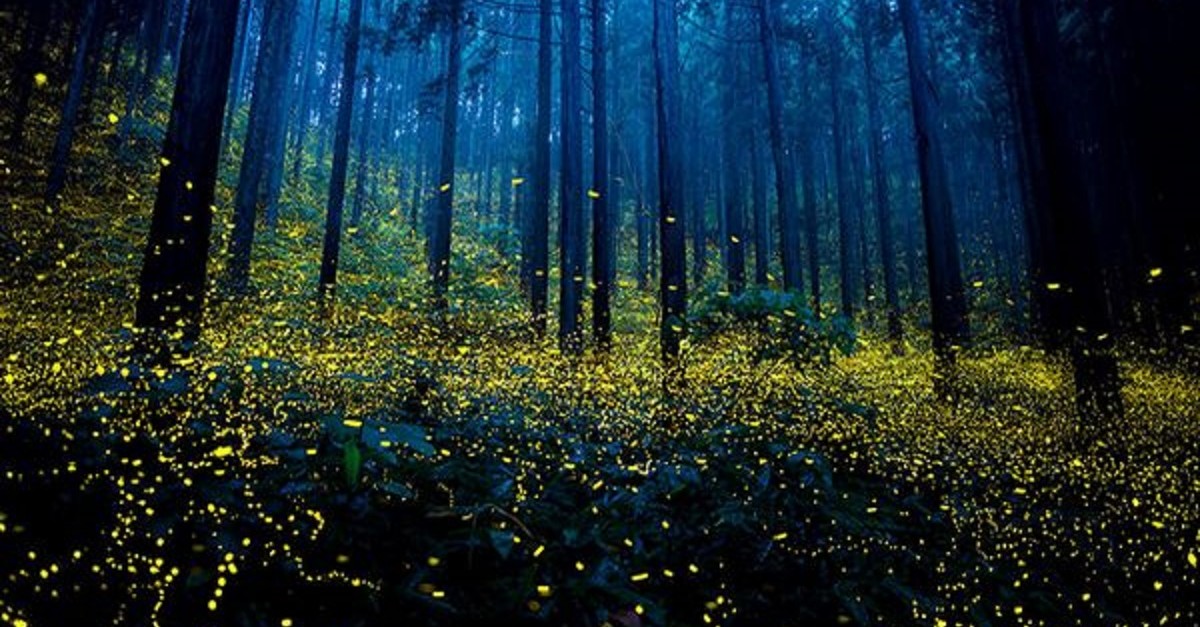 Fotografias-Incríveis-de-Vaga-lumes-no-Japão