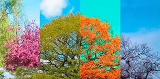 Tudo o que nasce é impermanente