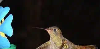 A Flor e o Pássaro