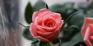 É tempo de florescer