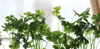 O bem-estar que as plantas proporcionam ao corpo e ao ambiente