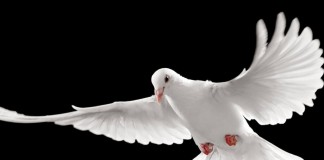 Todos ambicionam a paz. Raros ajudam-na.