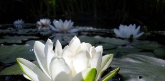 “O fundamento da verdadeira ética”: fina flor da sabedoria oriental