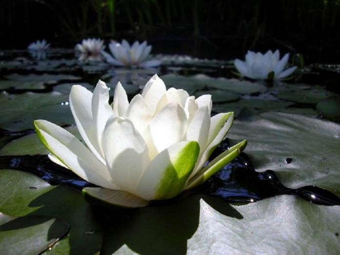 “O fundamento da verdadeira ética”: fina flor da sabedoria oriental