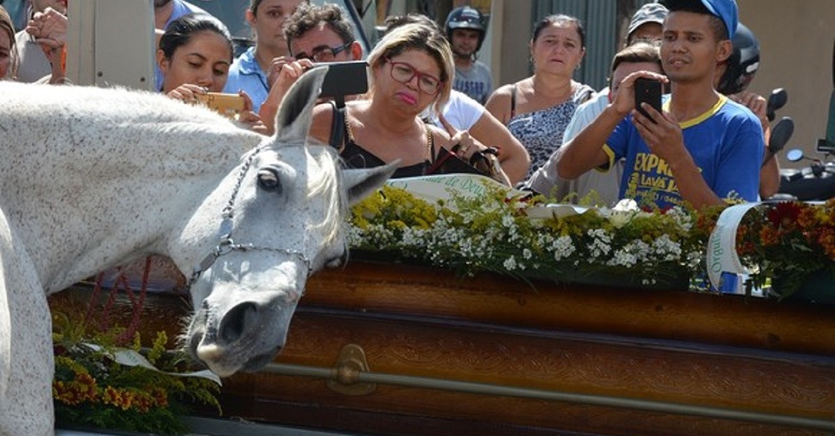 cavalo