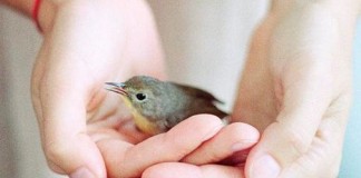 Dar amor a estranhos ajuda a superar a depressão