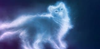 A ciência prova: gatos são terapeutas holísticos