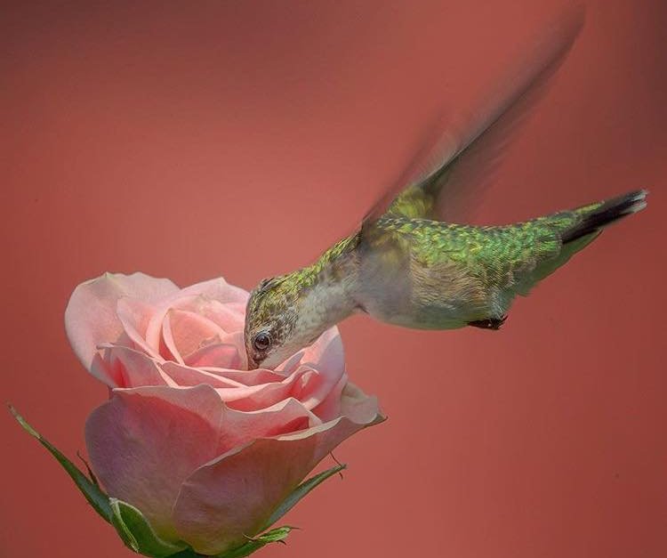 beija-flor-belíssimo