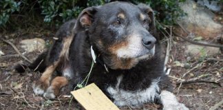 Família fica sem chão ao notar o que escrevem em bilhete deixado na coleira de seu cão