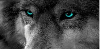 “O silêncio dos lobos”, por Aldo Novak