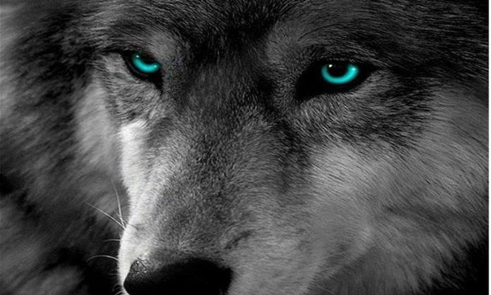 “O silêncio dos lobos”, por Aldo Novak