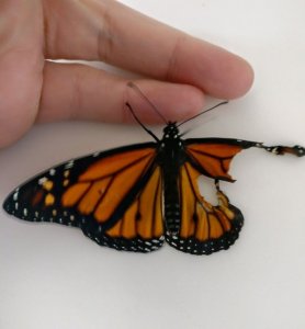 revistapazes.com - Ela fez um implante de asa nesta borboleta e, no dia seguinte, seus olhos recebem o melhor dos presentes