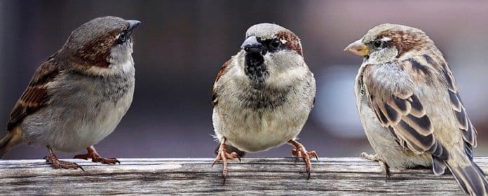 É tão raro quem conversa; as pessoas só querem falar