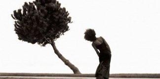 “A posição correta de uma árvore torta” – por Paulo Roberto Goefke