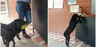 Cão vê alunos comprando lanche em cantina e entrega folha para ganhar biscoito