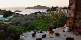Abrigo para gatos abre vaga para cuidador numa belíssima ilha da Grécia