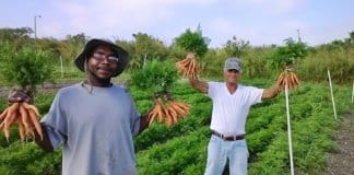 Fazenda de alimentos orgânicos contrata apenas moradores de rua