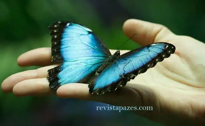 mensa-borb Borboletas são mensageiras espirituais. Saiba o que elas dizem à sua vida!