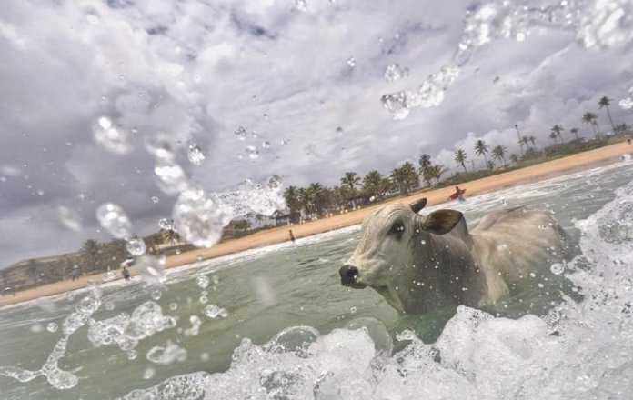A incrível história do boi que fugiu do abate e foi nadar no mar