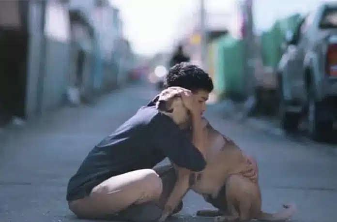 SOLIDARIEDADE_abraco_cao_rua_capa-site Vídeo mostra a reação dos cães de rua ao serem abraçados por jovem. Tente não se emocionar