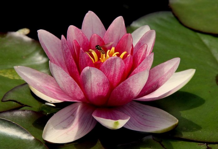 Seja como a flor de lótus: renasça a cada dia diante da adversidade