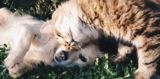 Reino Unido anuncia proibição da venda de cães e gatos em pet shops