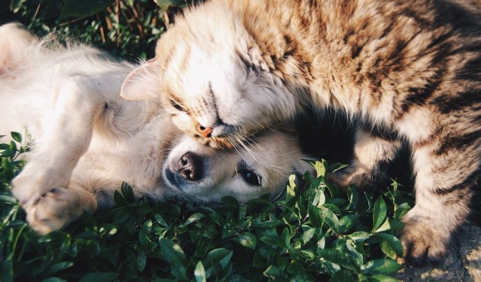 Reino Unido anuncia proibição da venda de cães e gatos em pet shops