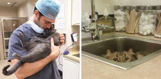 Clínica veterinária abriu vaga de emprego para “abraçador de gatos”
