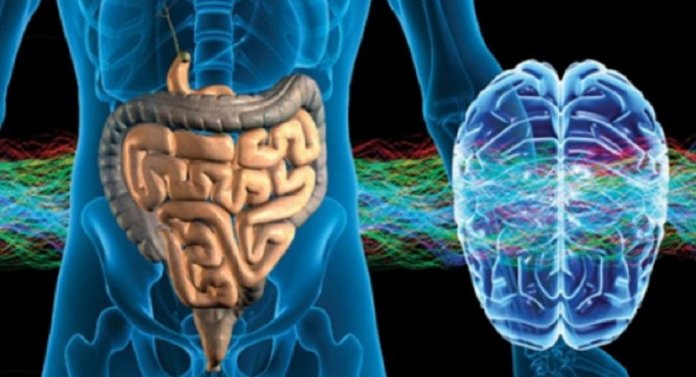 Intestino funciona como nosso “segundo cérebro”, aponta estudo