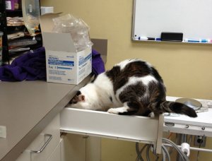 revistapazes.com - Clínica veterinária abriu vaga de emprego para “abraçador de gatos”