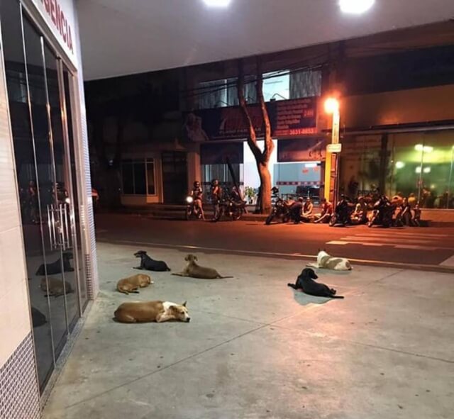 Cachorros aguardam por seu dono: um morador de rua internado em hospital no Paraná