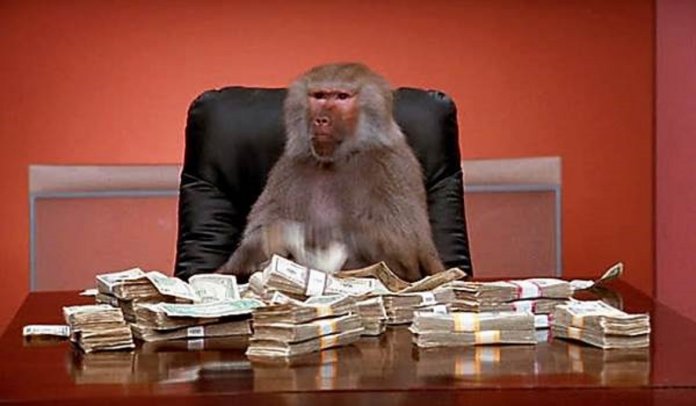Ensinaram macacos a usar dinheiro e os resultados foram surpreendentes