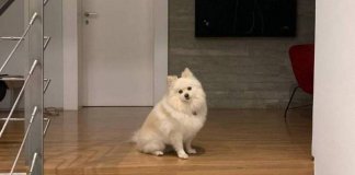 Cadelinha espera, todas as noites, pela chegada de Boechat